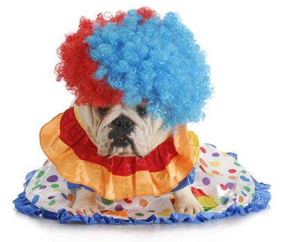 silly dog - english bulldog dressed up like a clown