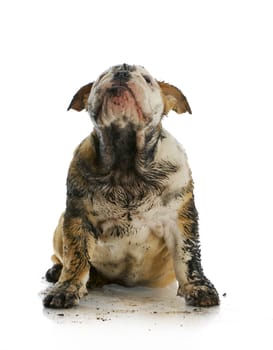 dirty english bulldog sitting looking up on white background