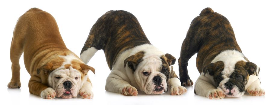 litter of puppies - three english bulldog puppies with bum up in the air