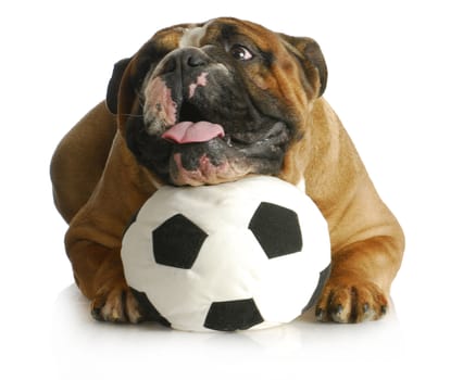 dog playing with ball - english bulldog with head laying on soccer ball on white background