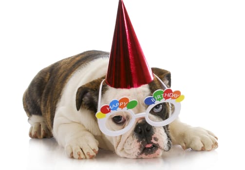 birthday puppy - english bulldog wearing party hat and silly glasses on white background