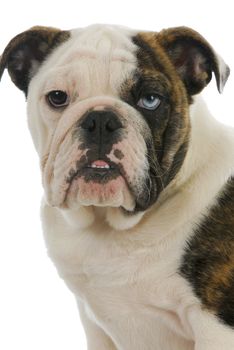 cute puppy - english bulldog puppy with one brown eye and one blue eye - 4 months old