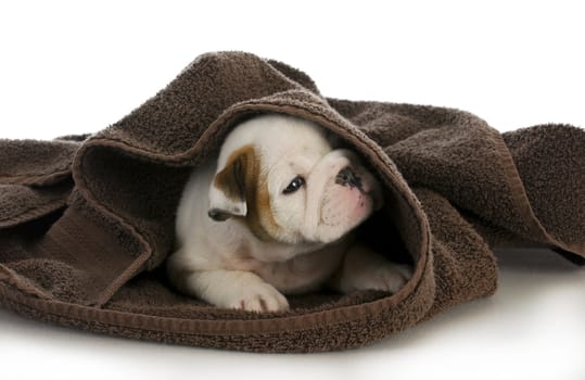 puppy bath time - english bulldog puppy and towel 