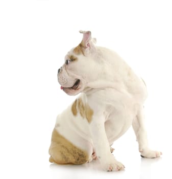 dog looking over shoulder - english bulldog puppy - 4 months old