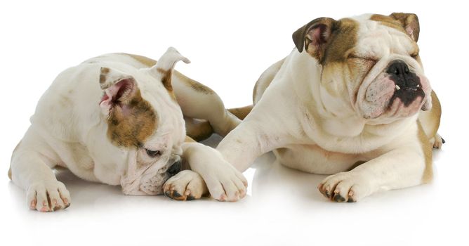 animal behaviour - two english bulldogs laying down on white background