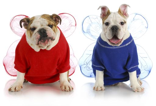 dog angels - two english bulldogs wearing angel costumes 