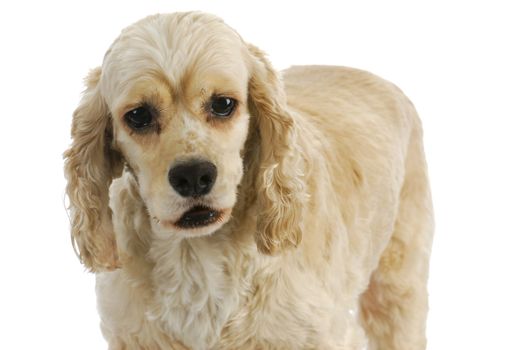 senior dog - american cocker spaniel senior standing on white background