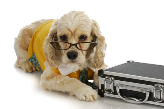 working dog - american cocker spaniel business man with briefcase on white background