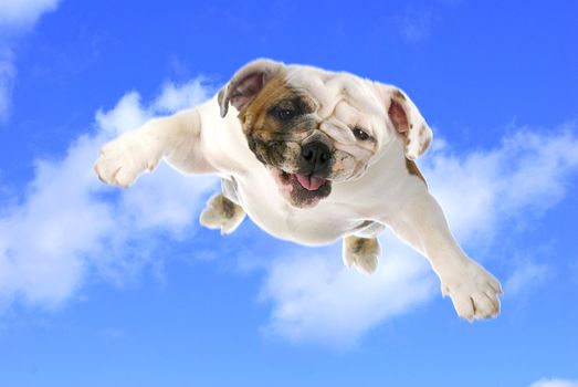 dog flying - english bulldog flying in the cloudy blue sky
