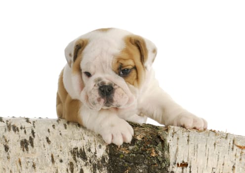 outdoor puppy - english bulldog puppy climbing on wood
