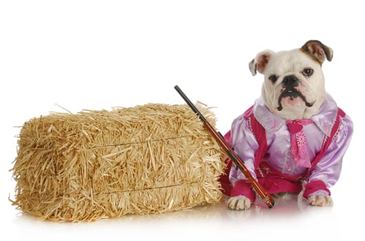 english bulldog dressed as a cowgirl isolated on white