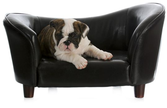 dog on couch - english bulldog puppy laying on dog couch with reflection on white background