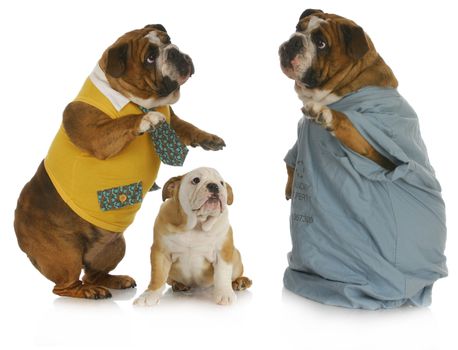 veterinary care - english bulldog parent talking to veterinarian with baby bulldog looking on 