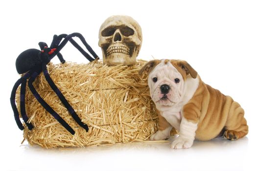 halloween puppy - english bulldog puppy sitting beside bale of straw with skull and spider