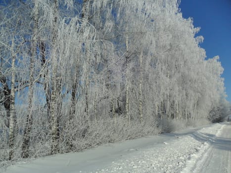 Winter landscape, birch avenue, trees
covered with frost