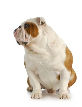 english bulldog sitting looking off to the side on white background