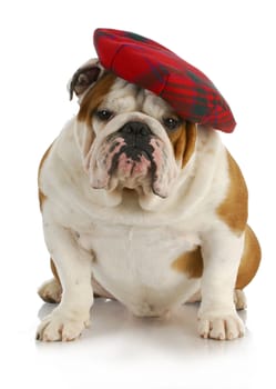 english dog - english bulldog wearing plaid tam or hat on white background