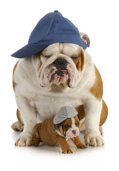 dog father and son - english bulldog father with four week old son  wearing hats sitting on white background