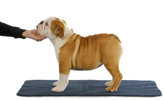 stacking show puppy - english bulldog show puppy being stacked on a blue carpet