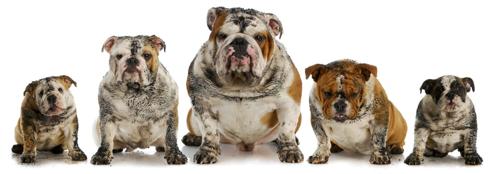 dirty dogs - five muddy english bulldogs