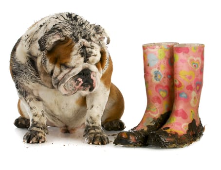 dirty dog and muddy boots - english bulldog sitting beside rubber boots on white background