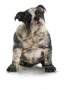 dirty dog - muddy english bulldog puppy sitting on white background