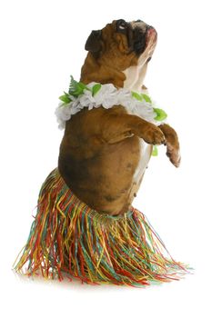 dog dancer - english bulldog wearing hula on white background