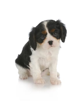 cute puppy - cavalier king charles spaniel puppy - 7 weeks old