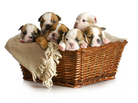 basket of puppies - english bulldog puppies in a wicker basket - 5 weeks old