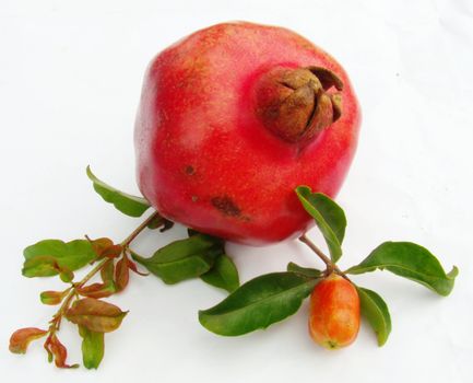 pomegranate (Punica granatum) fruit with leaves and a bud