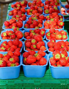 Freshly harvested strawberries at market in Norway