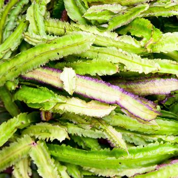 Vegetable stall in Sri Lanka with exotic Winged Bean also known as the Goa bean and Asparagus Pea