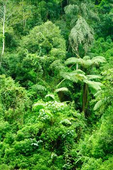 Dense jungle natural background, Sri Lanka