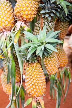 Bunch of ripe yellow pineapples for sale in Sri Lanka