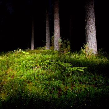 Mossy meadow with fern at night pinewood