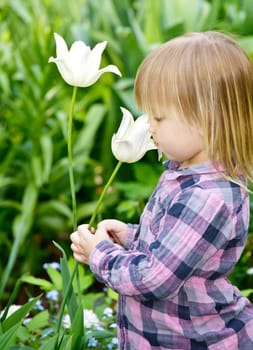 Little girl smelling white tulip in a garden