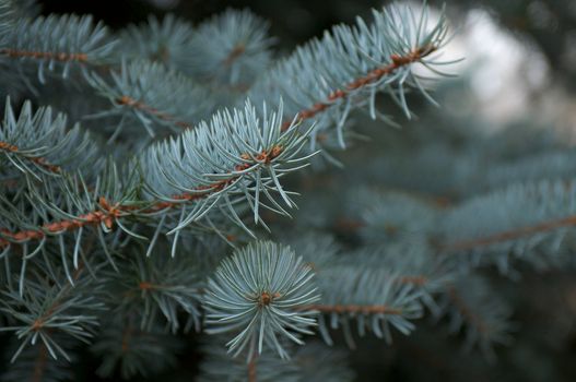 Beautiful Branchlet of Blue Fir Tree closeup outdoors