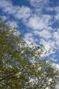 Green tree on blue sky with white clouds
