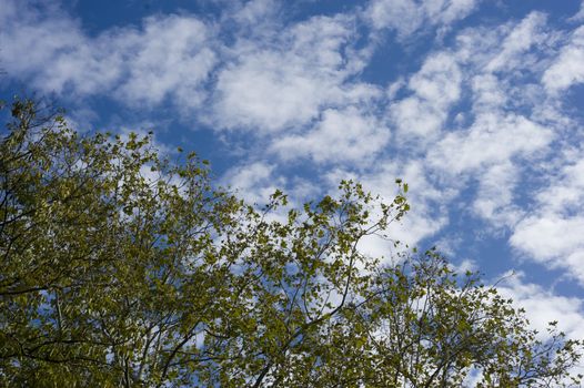 Green tree on blue sky with white clouds