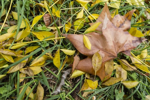 Fallen leaves on the grass in Autumn