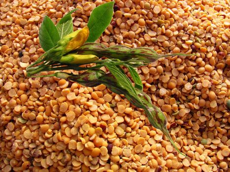 Image of tropical split green pea (Cajanus cajan) alog with the raw pea