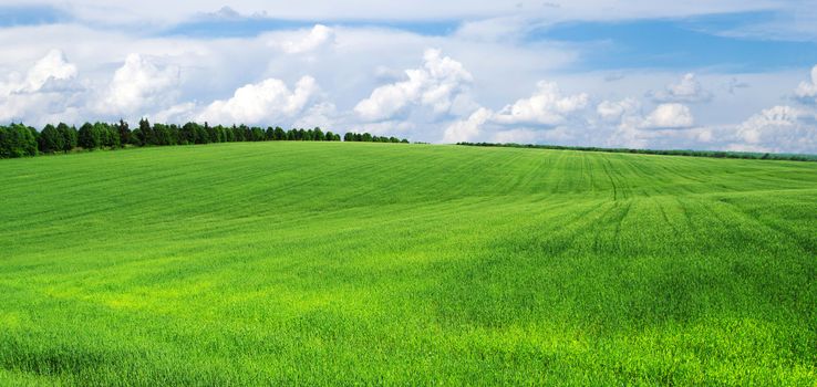 green field and blue sky