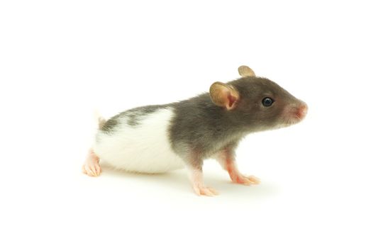 funny rat  isolated on white background