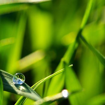 Dew  on a blade of grass 