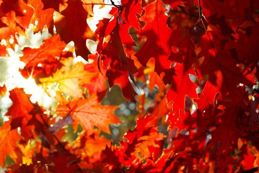 autumn leaves background in sunny day