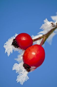 rose hip with ice crystals