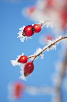 rose hip with ice crystals