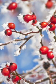 rose hip with ice crystals