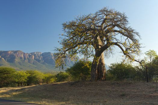 Baobab tree 