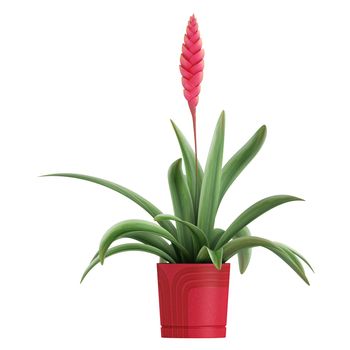 Flowering pink vriesia, a member of the bromeliad family, potted up in a container as an indoor houseplant isolated on white